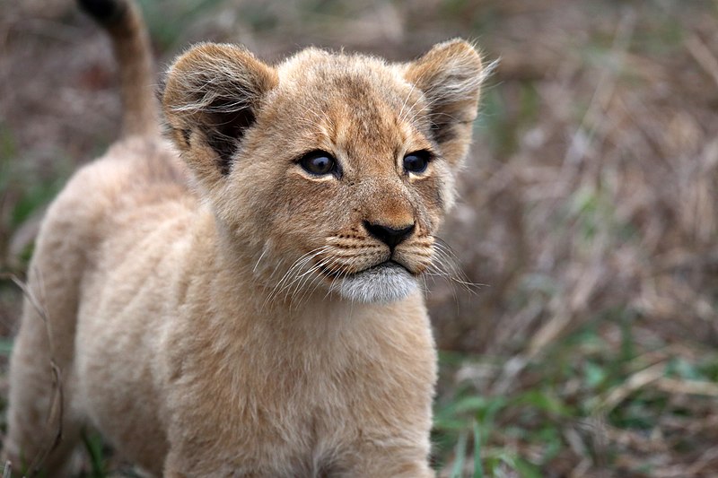 Lion cub.jpg