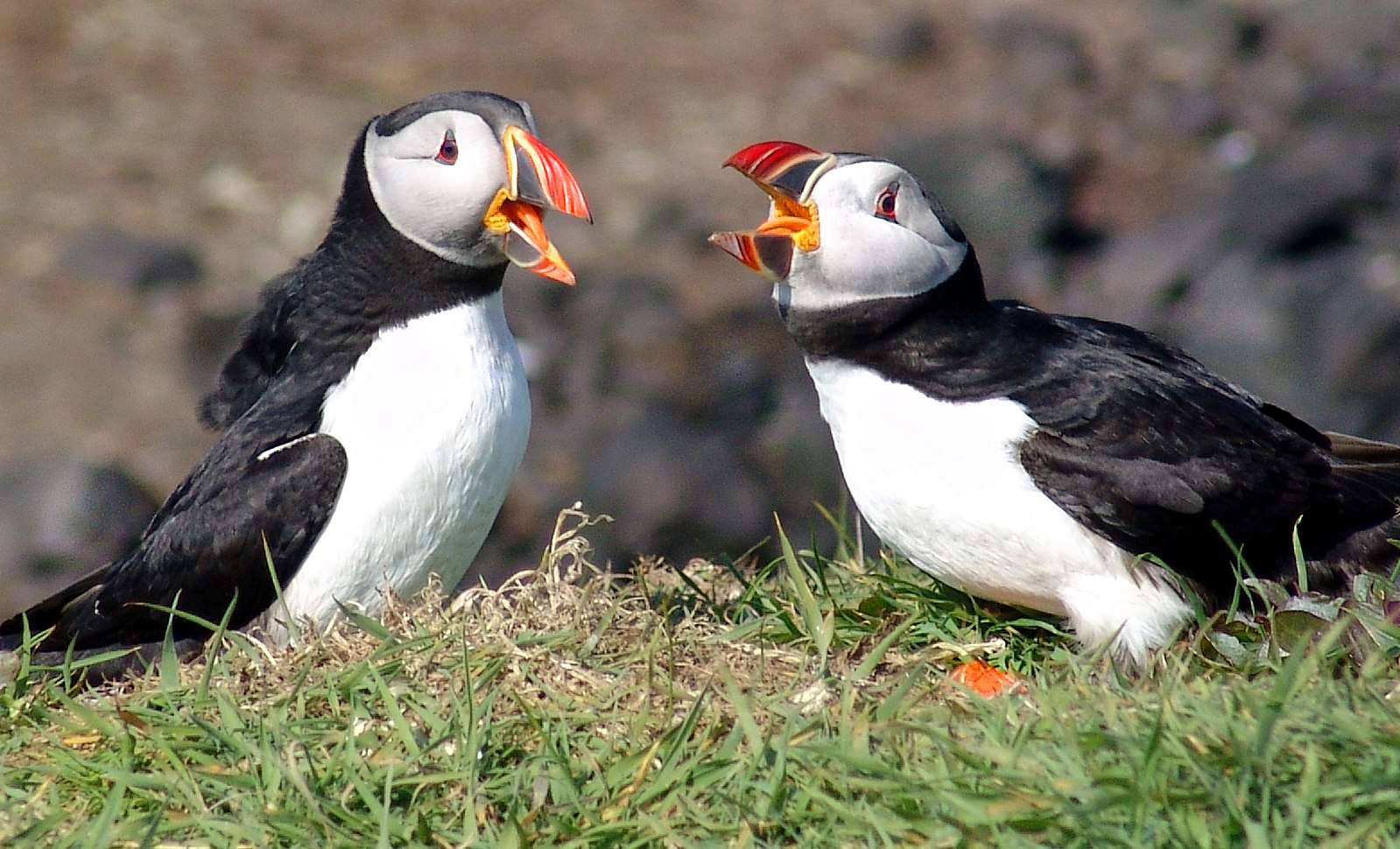 puffin scotland.jpg